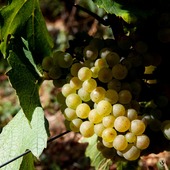 En août, la vigne entre dans l’une des phases les plus importantes du cycle : la véraison ; les raisins verts grossissent et mûrissent : ils se colorent soit en rouge, soit en jaune, deviennent moins acides et s’enrichissent en sucres et en arômes … 
Nos partenaires récoltent ces raisins avec passion, garantissant la meilleure qualité pour nos produits. 🍇✨ 

----

In August, the vines enter one of the most important phases of the cycle: veraison. The green grapes swell and ripen, turning either red or yellow, becoming less acidic and enriched with sugars and aromas ... 
Our partners harvest these grapes with passion, guaranteeing the best quality for our products. 🍇✨